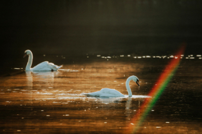 Mglisty poranek w łabędziej oazie